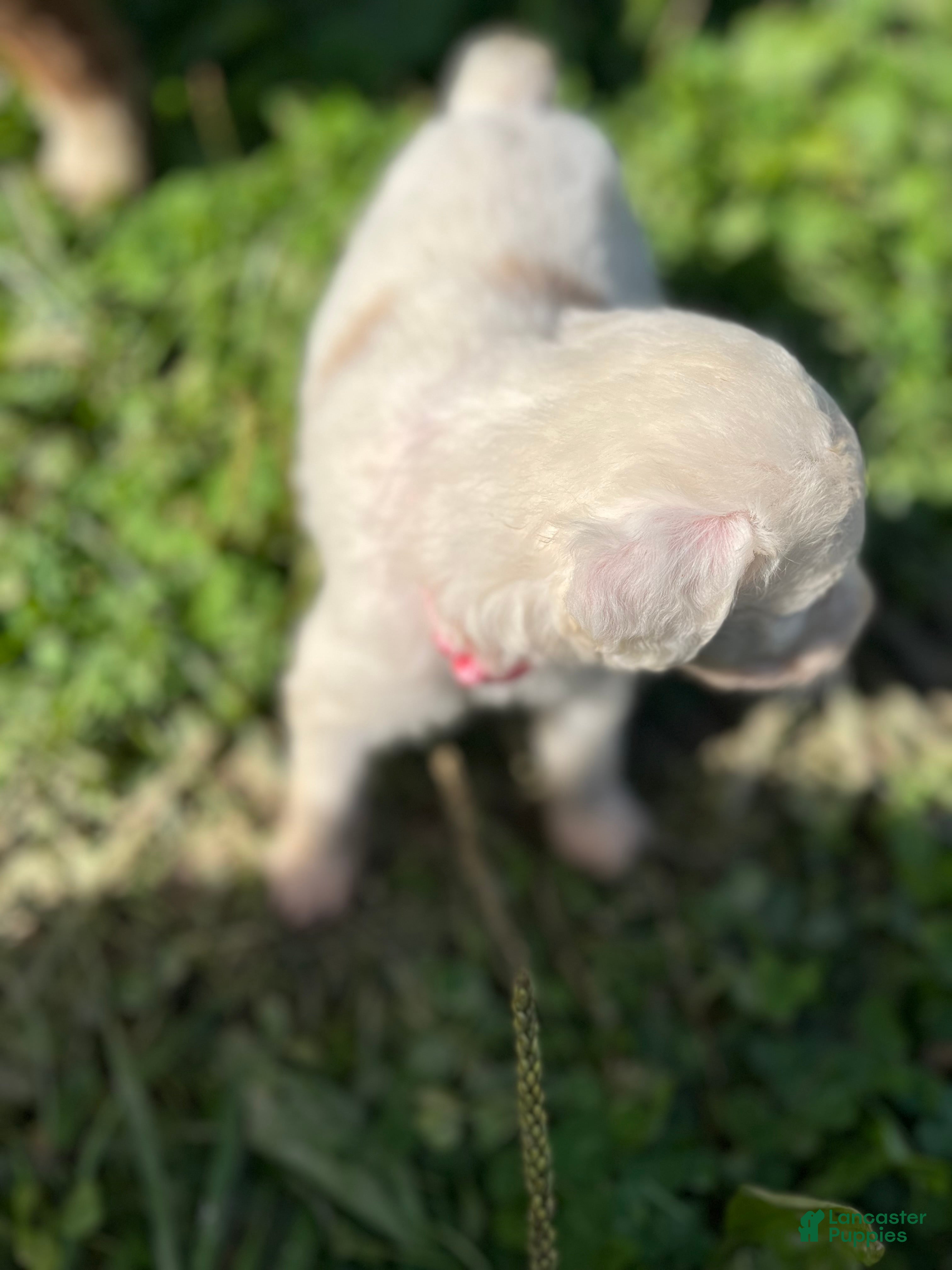 Aussiedoodle dogs for sale: Fancy Female - Ad 2