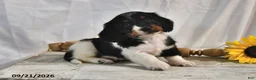 Miniature Dachshund dogs for sale: Cappuccino - Ad 3