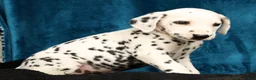 Dalmatian dogs for sale: Rusty - Ad 4