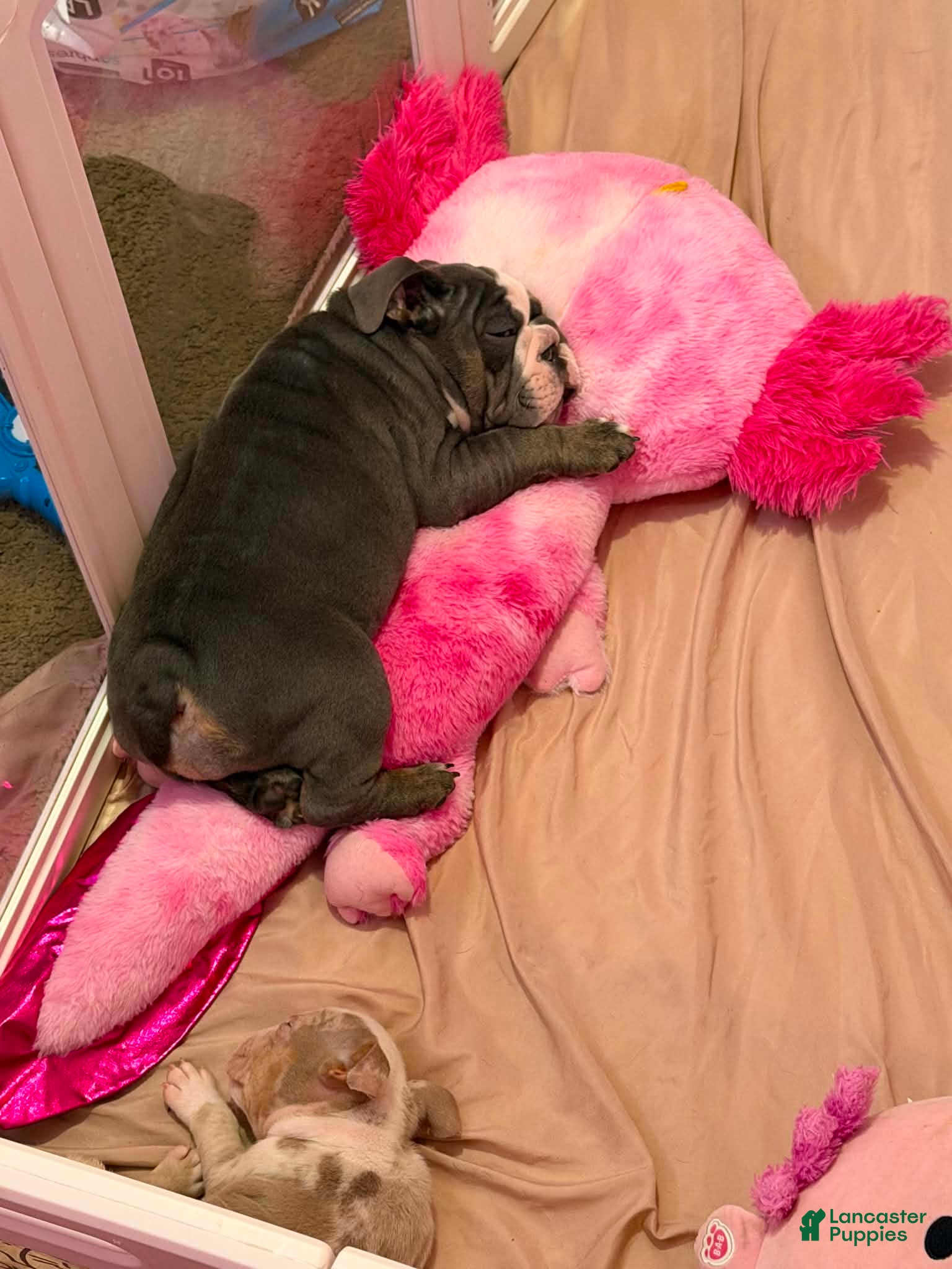 English Bulldog dogs English Bulldog 1 - Ad 2