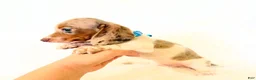 Miniature Dachshund dogs for sale: AKC Woody - Ad 11