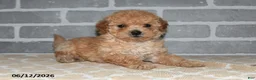 Maltipoo dogs for sale: Toby - Ad 4