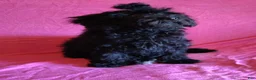 Miniature Poodle dogs for sale: Miniature Poodle 1 - Ad 2