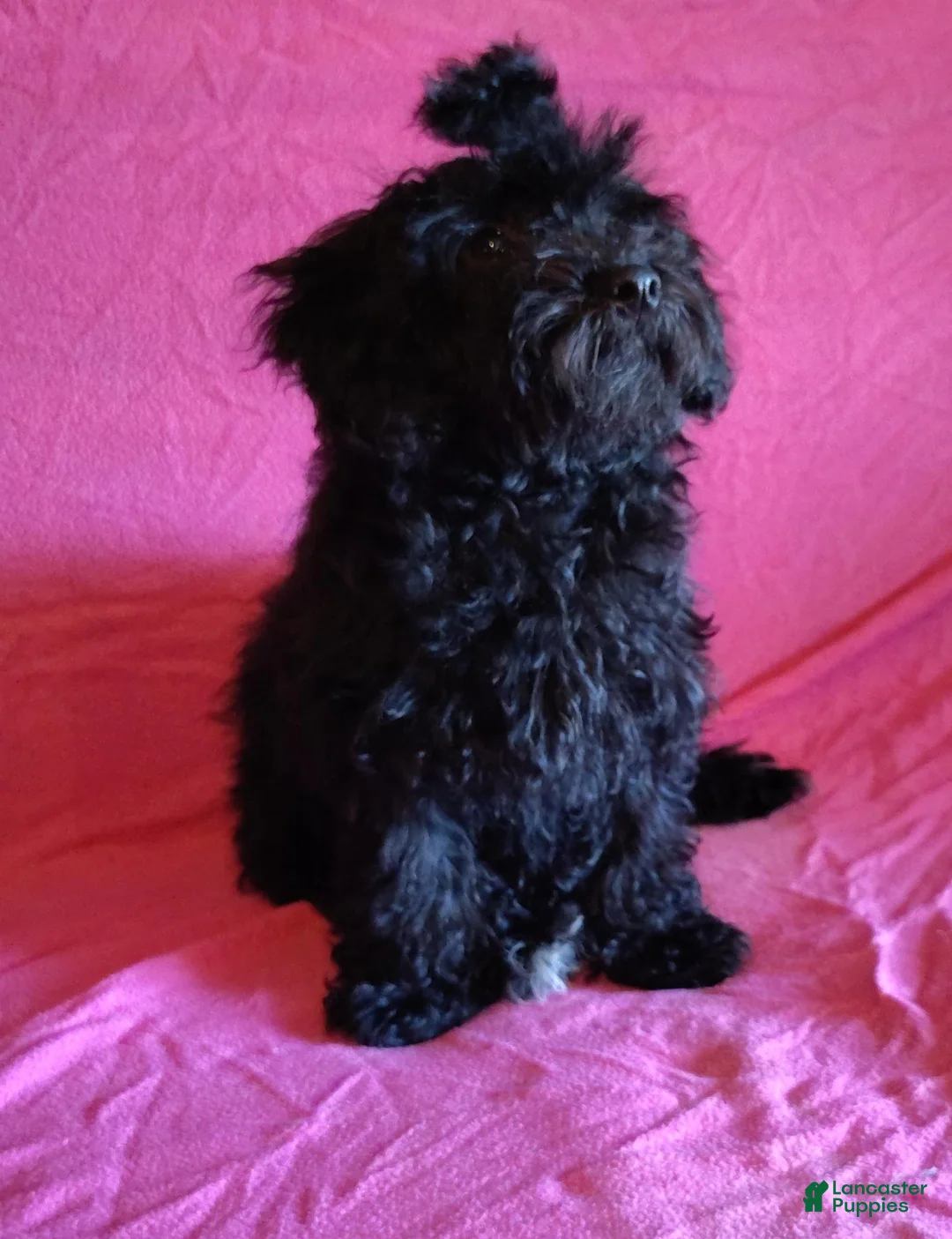 Miniature Poodle dogs for sale: Miniature Poodle 1 - Ad 2