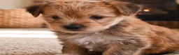 Morkie dogs for sale: Morkie 2 - Ad 6