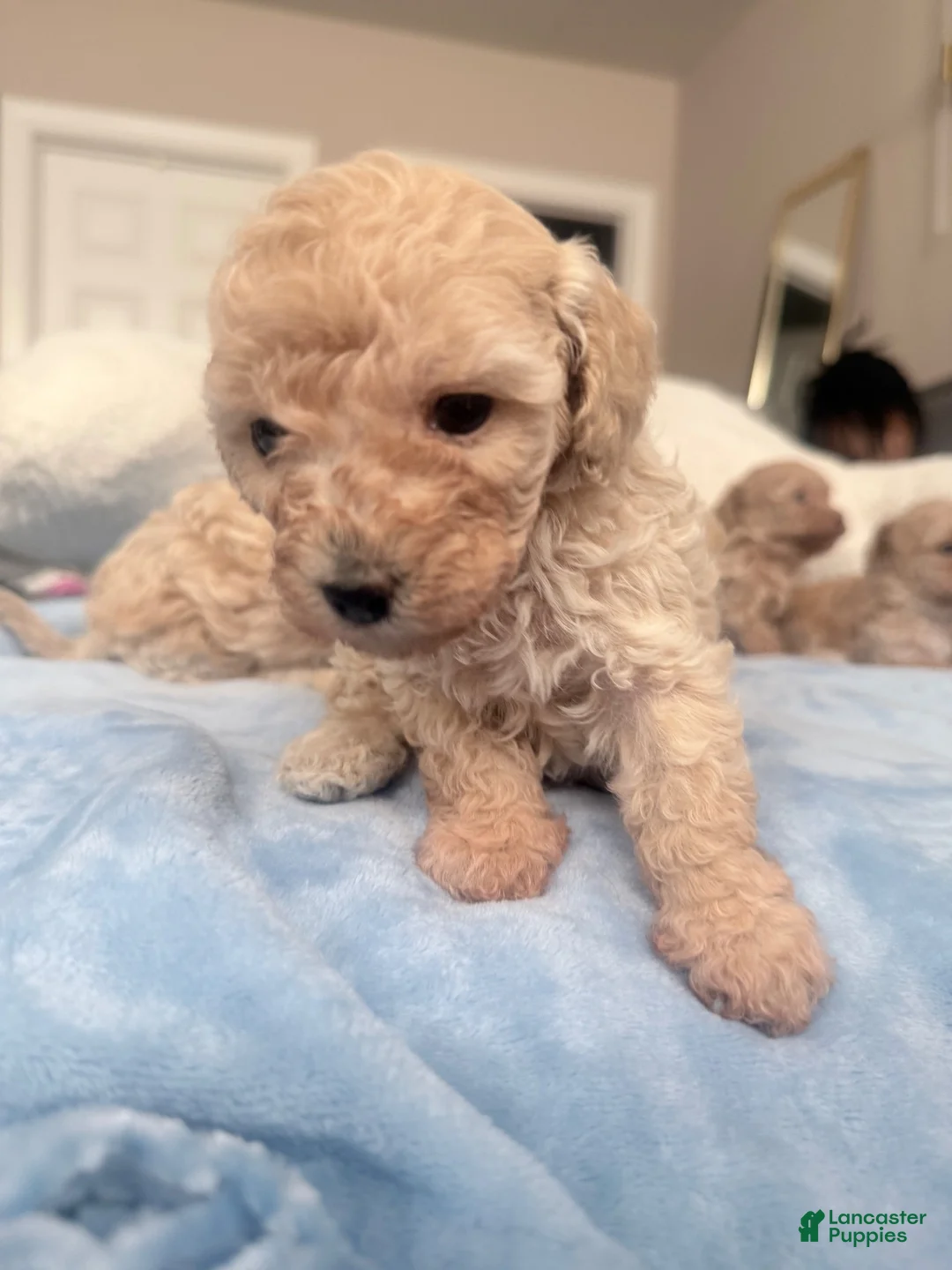 Mini Goldendoodle dogs for sale: Mini Goldendoodle 1 - Ad 11
