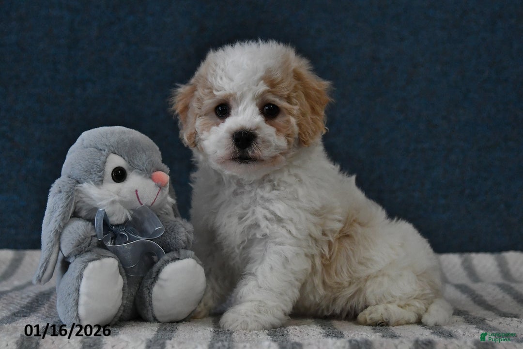 Cavachon dogs for sale: Logan - Ad 1