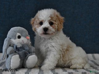 Cavachon dogs Logan - Ad 15