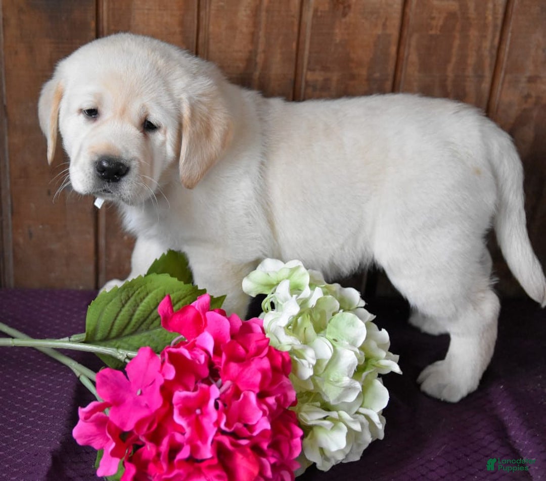 Gallery Image {{count}}