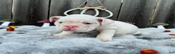 English Bulldog dogs for sale: Petunia  - Ad 3