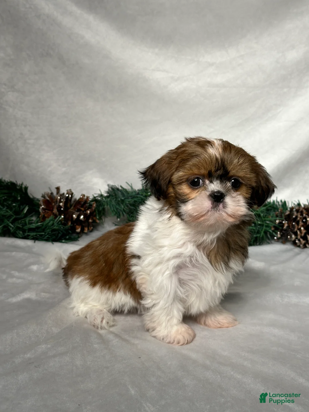 Shih Tzu dogs for sale: Sophia - Ad 2