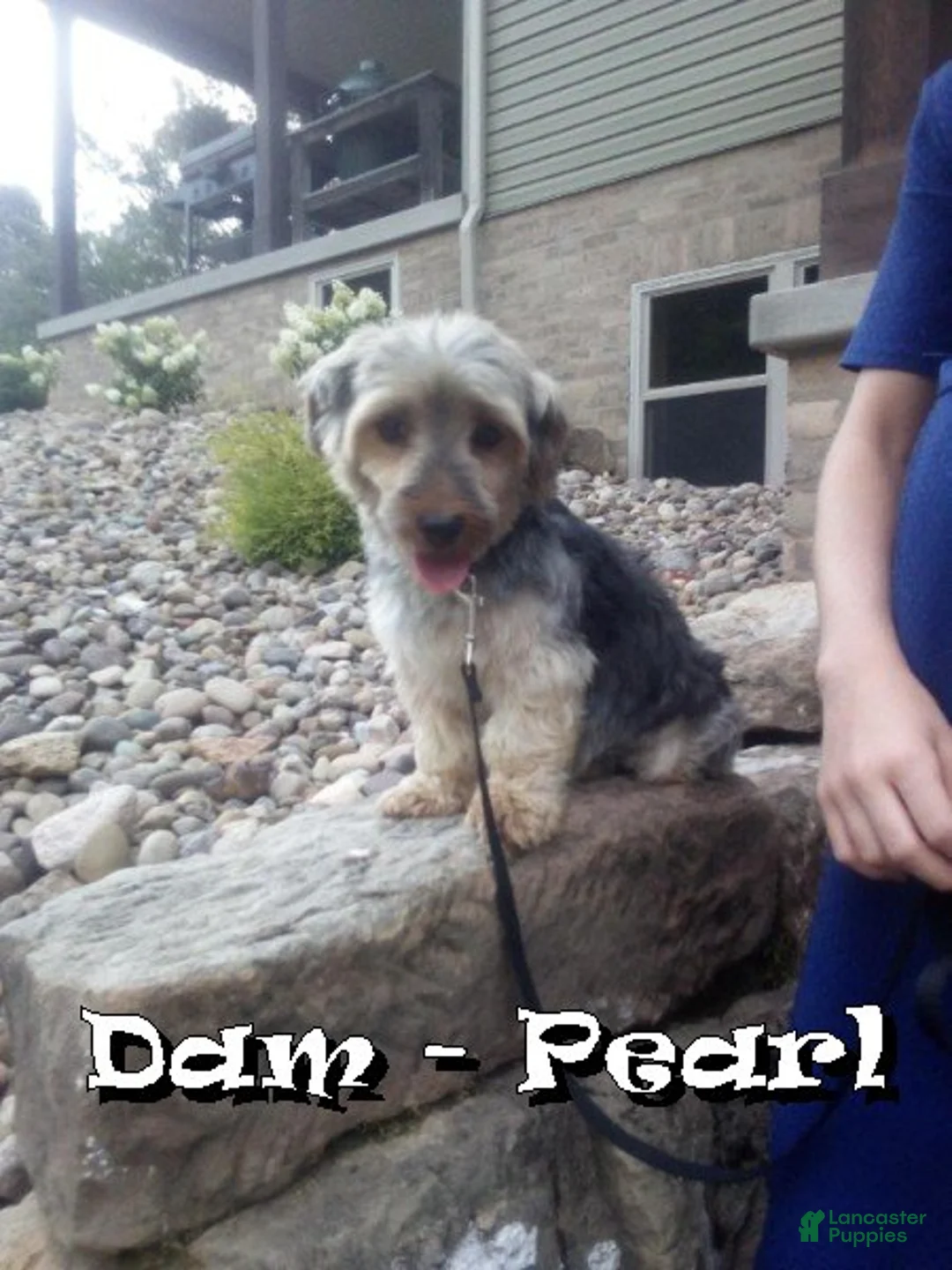 Yorkshire Terrier dogs for sale: Ginger - Ad 10