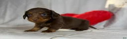 Miniature Dachshund dogs for sale: Lance LH DNA OFA  - Ad 2