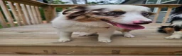 Miniature Australian Shepherd dogs for sale: Miniature Australian Shepherd Puppy 5 - Ad 8