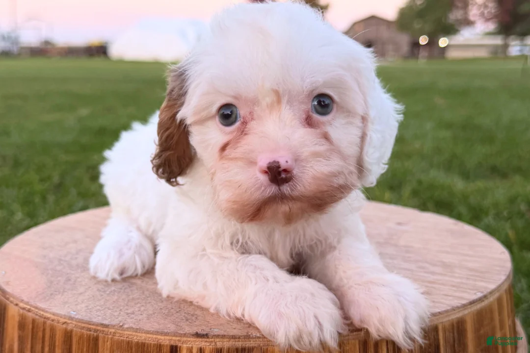Cavapoo dogs for sale: Montana - Ad 2