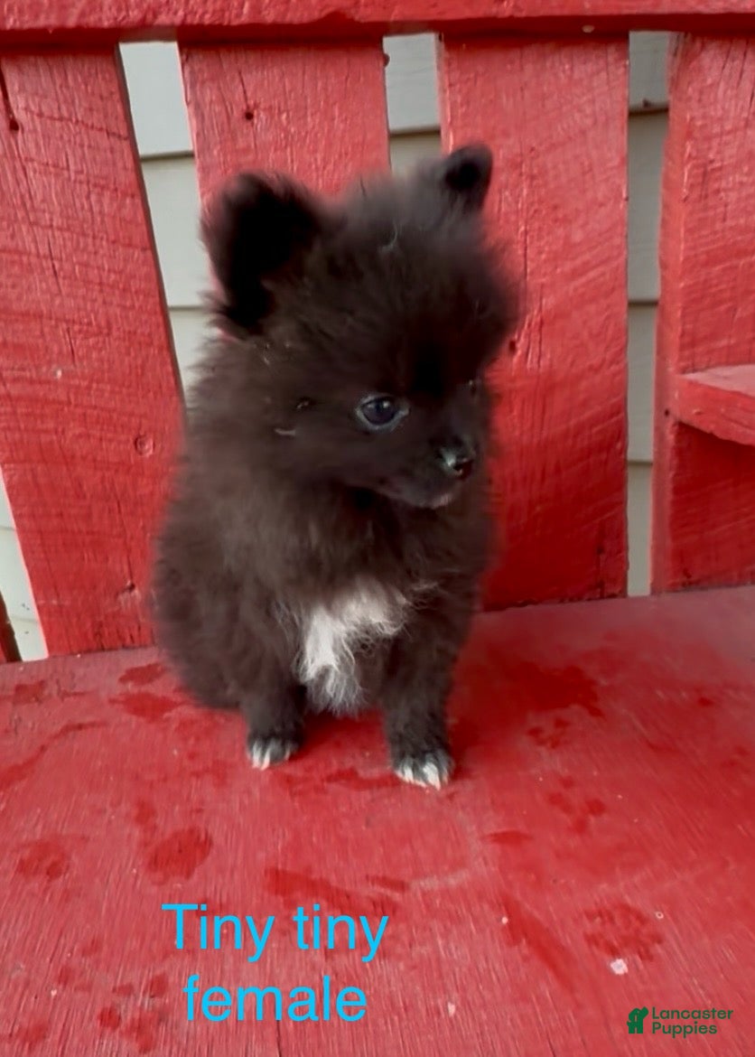 Pomeranian Puppies for sale in Michigan Lancaster Puppies