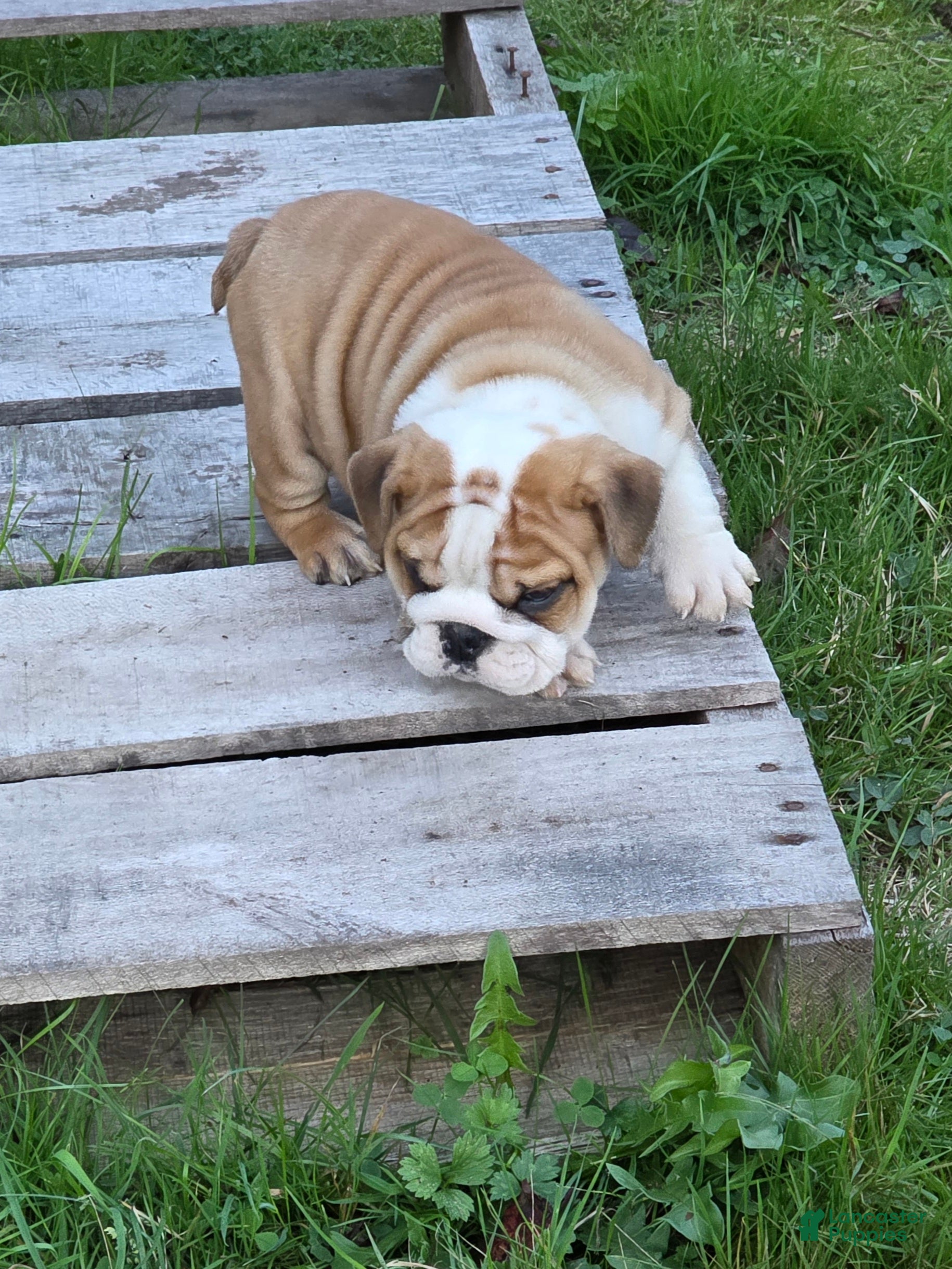English Bulldog dogs for sale: Chevy - Ad 2