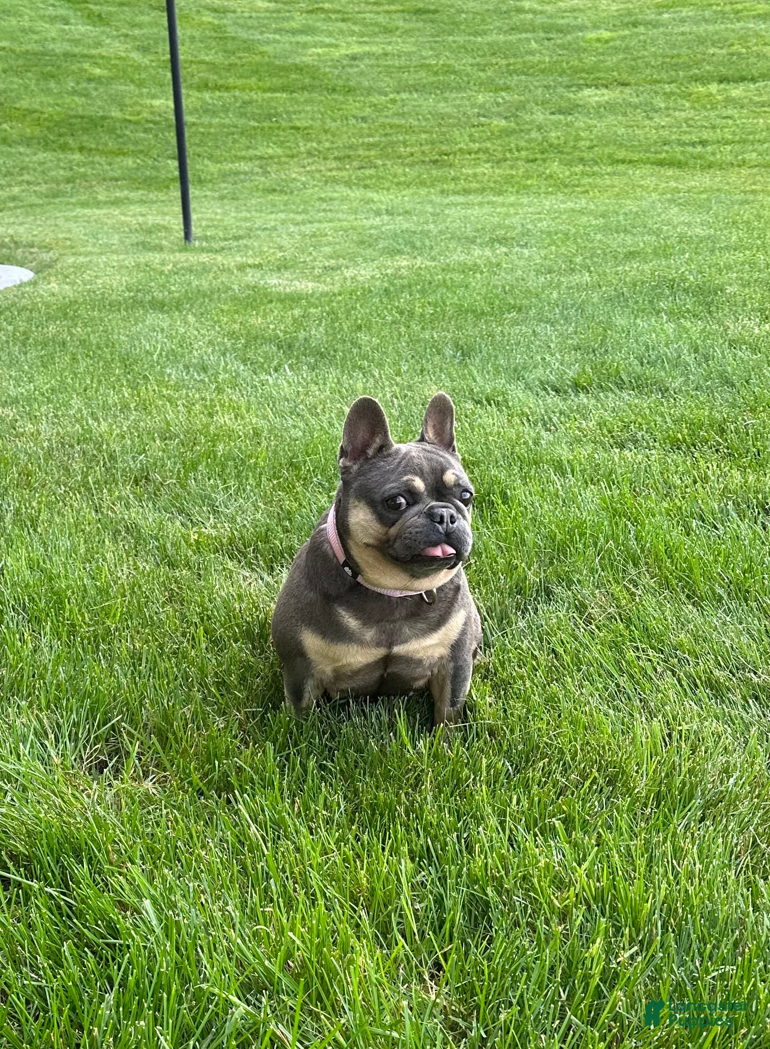 French Bulldog dogs Kelly - Ad 1