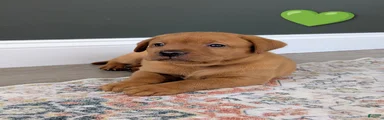 Otis
