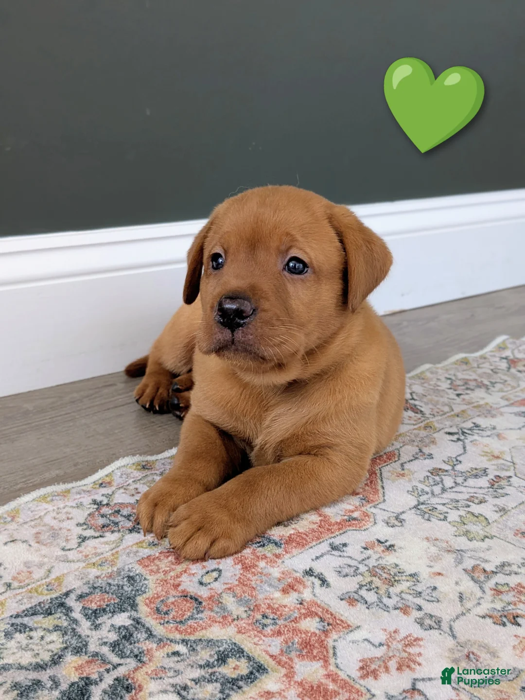 Labrador Retriever dogs for sale: Otis - Ad 1