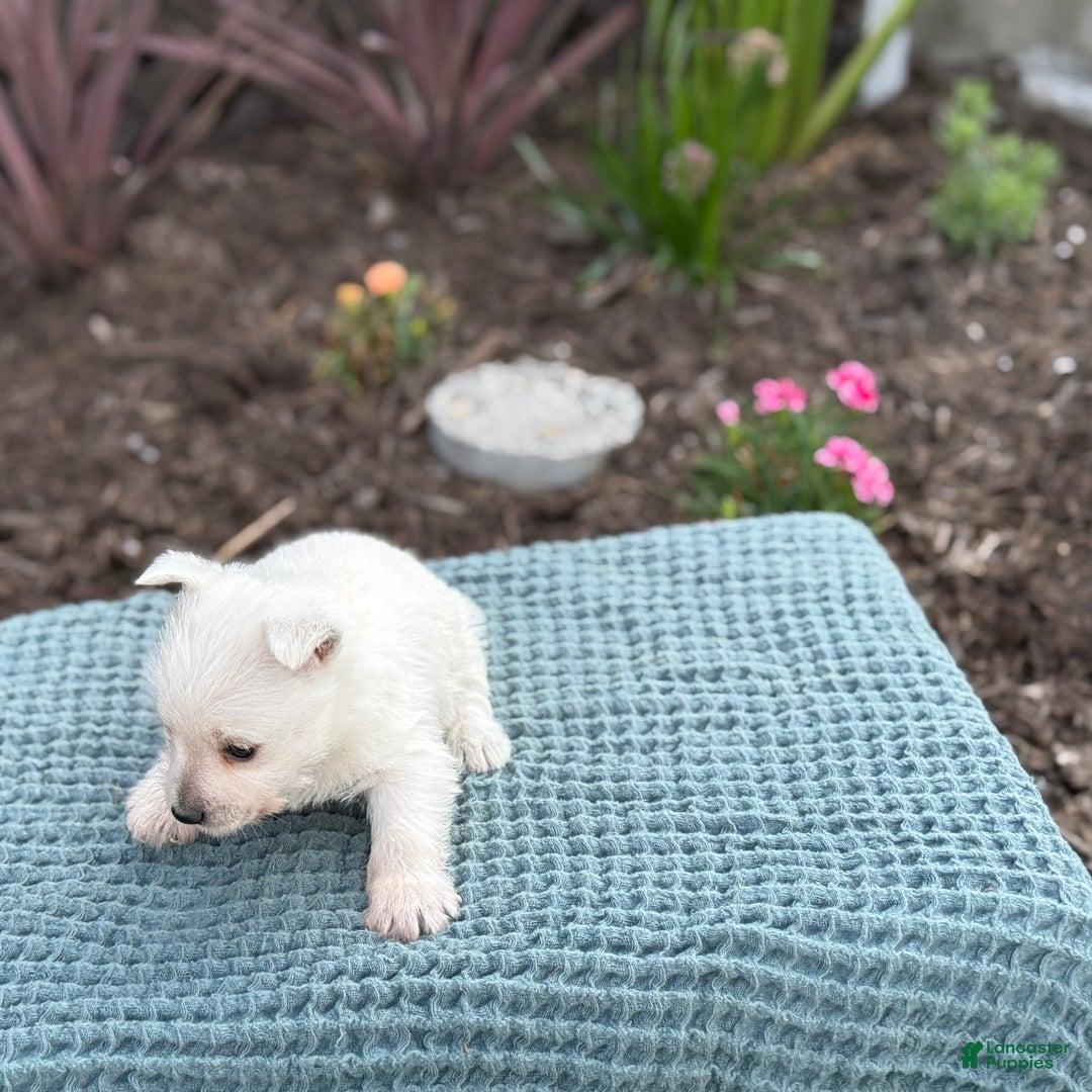 West Highland Terrier dogs for sale: Fancy - Ad 26