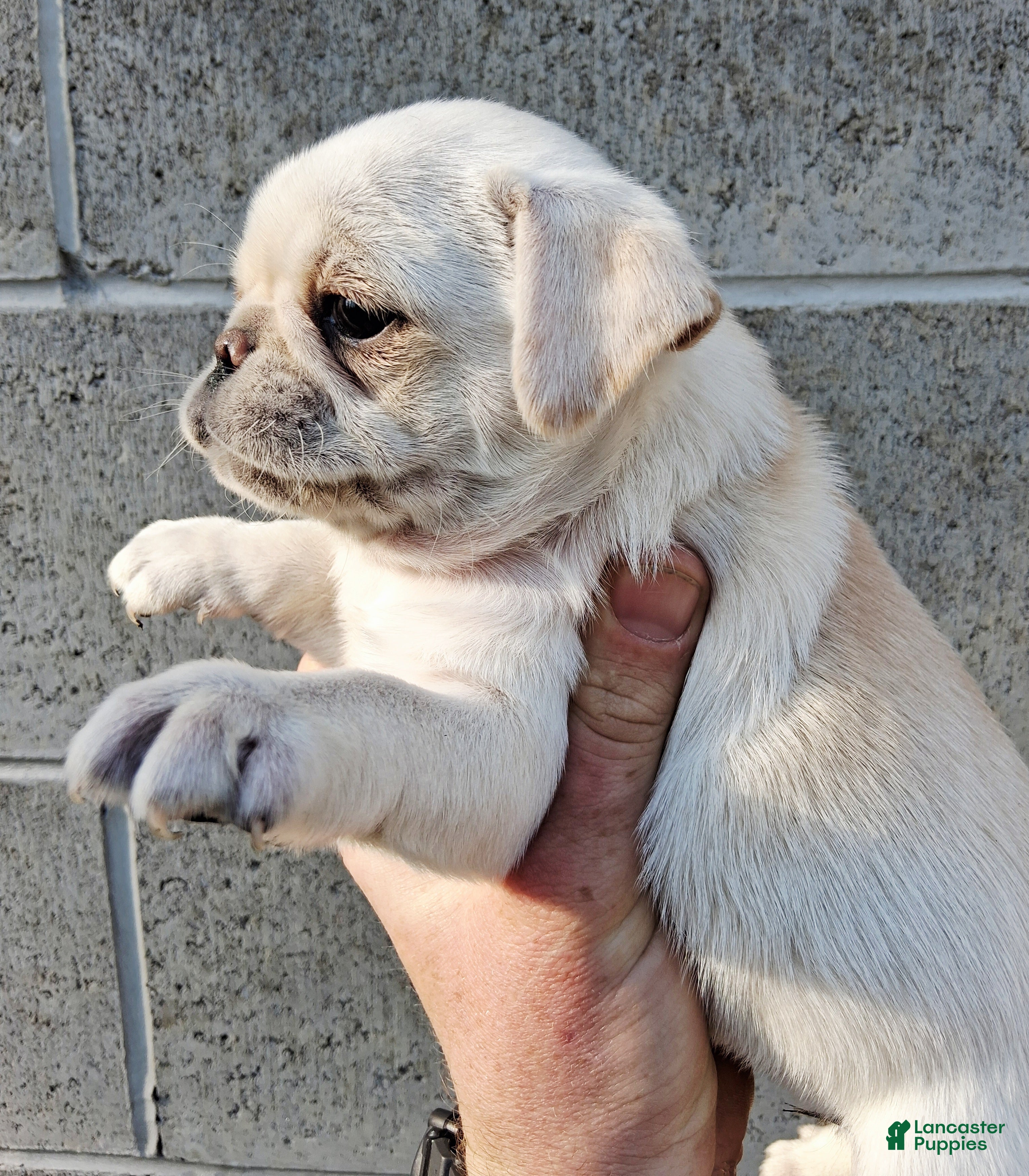 Pug dogs Betty - Ad 2