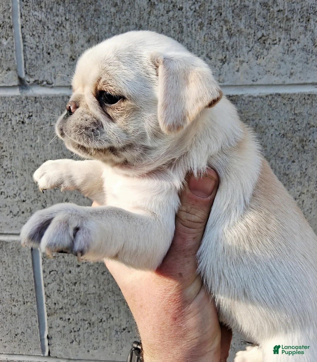 Pug dogs for sale: Betty - Ad 2