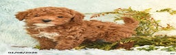 Cockapoo dogs for sale: Boots - Ad 4