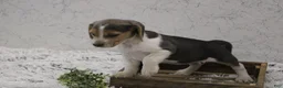 Beagle dogs for sale: Smoky - Ad 3