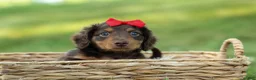 Miniature Dachshund dogs for sale: MURPHY - Ad 8