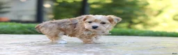 Morkie dogs for sale: Chase - Ad 4