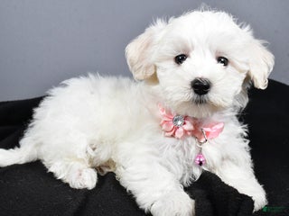 Maltipoo dogs - Ad 41