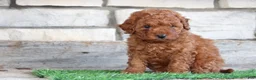 Mini Goldendoodle dogs for sale: Mini Goldendoodle Puppy 2 - Ad 3