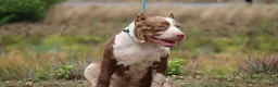 American Bully dogs for sale: Polaris - Ad 4