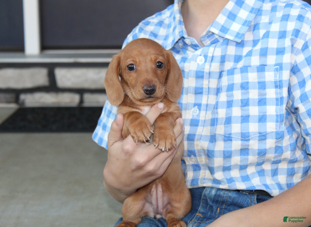 Dachshund dogs for sale: Sasha - Genetic Tested Parents - Ad 13