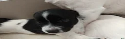 Jack Russell Terrier dogs for sale: Jack Russell Terrier 4 - Ad 3