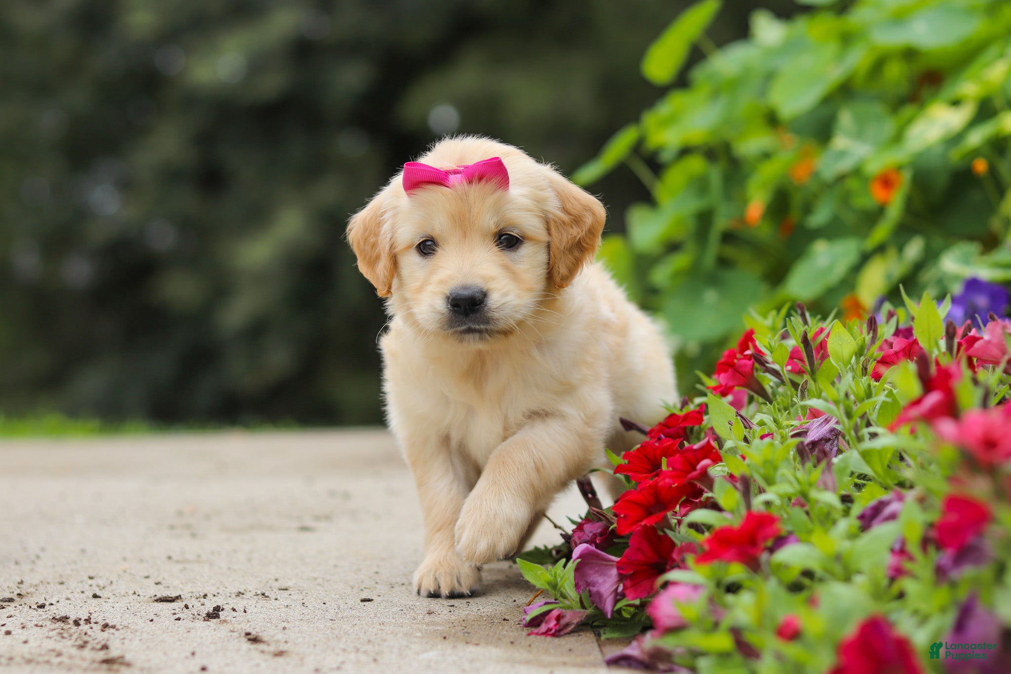 Golden Retriever dogs Bonnie - Ad 1