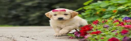 Golden Retriever dogs for sale: Bonnie - Ad 1