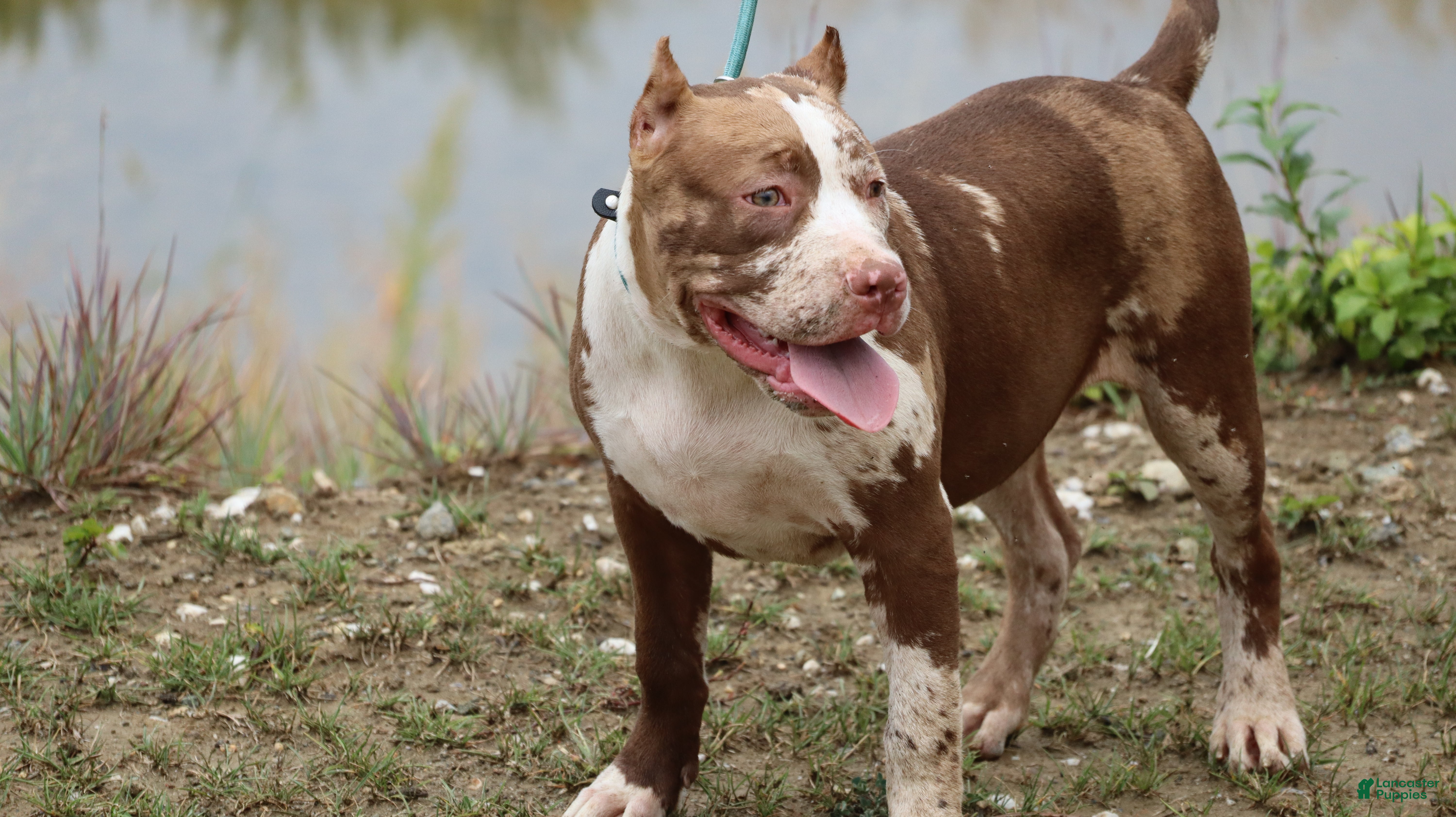 American Bully dogs Polaris - Ad 2
