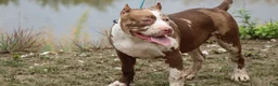 American Bully dogs for sale: Polaris - Ad 2