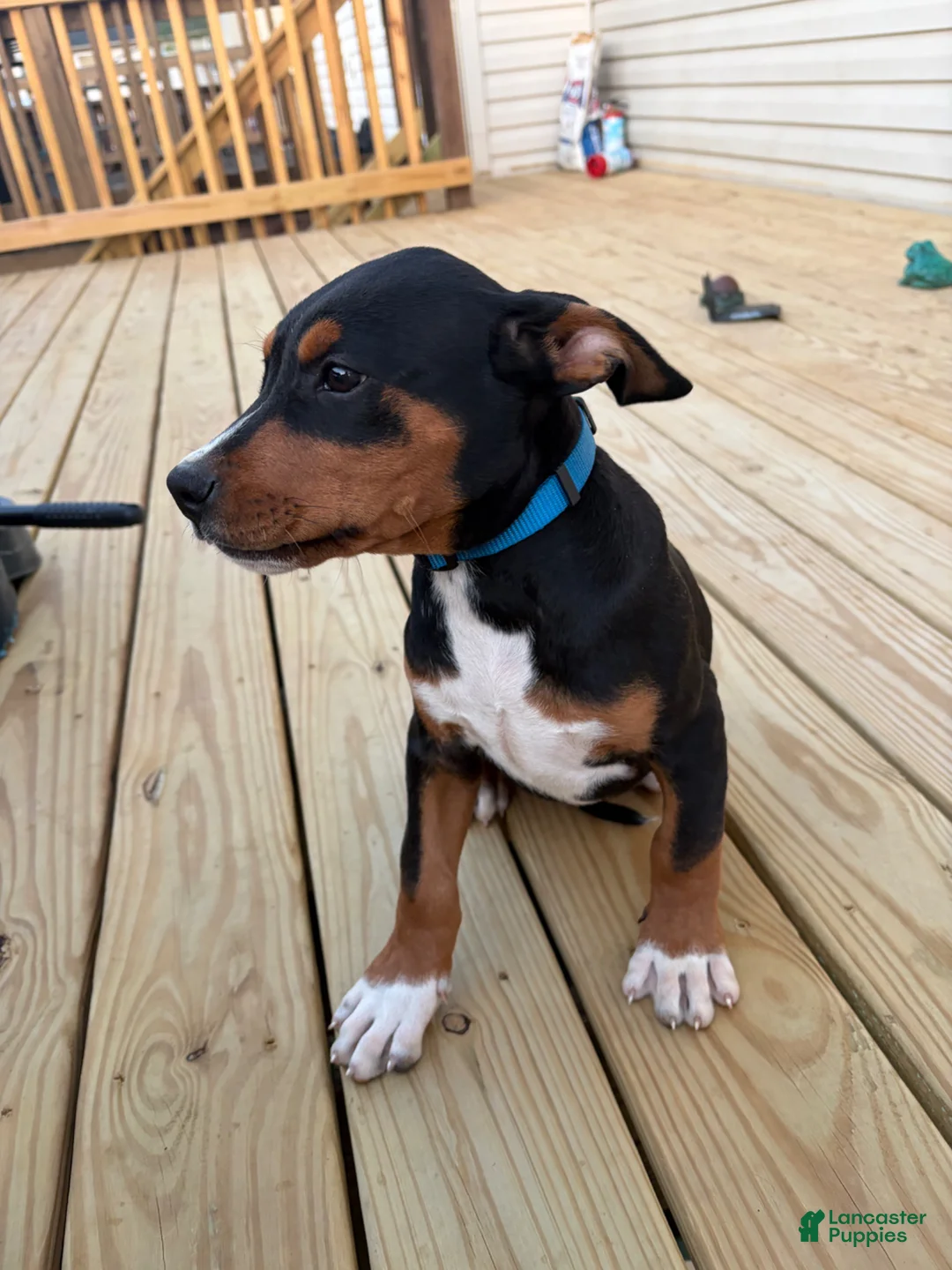 Mixed Breed dogs for sale: Stitch - Ad 2