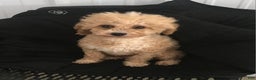 Maltipoo dogs for sale: Joshua - Ad 8
