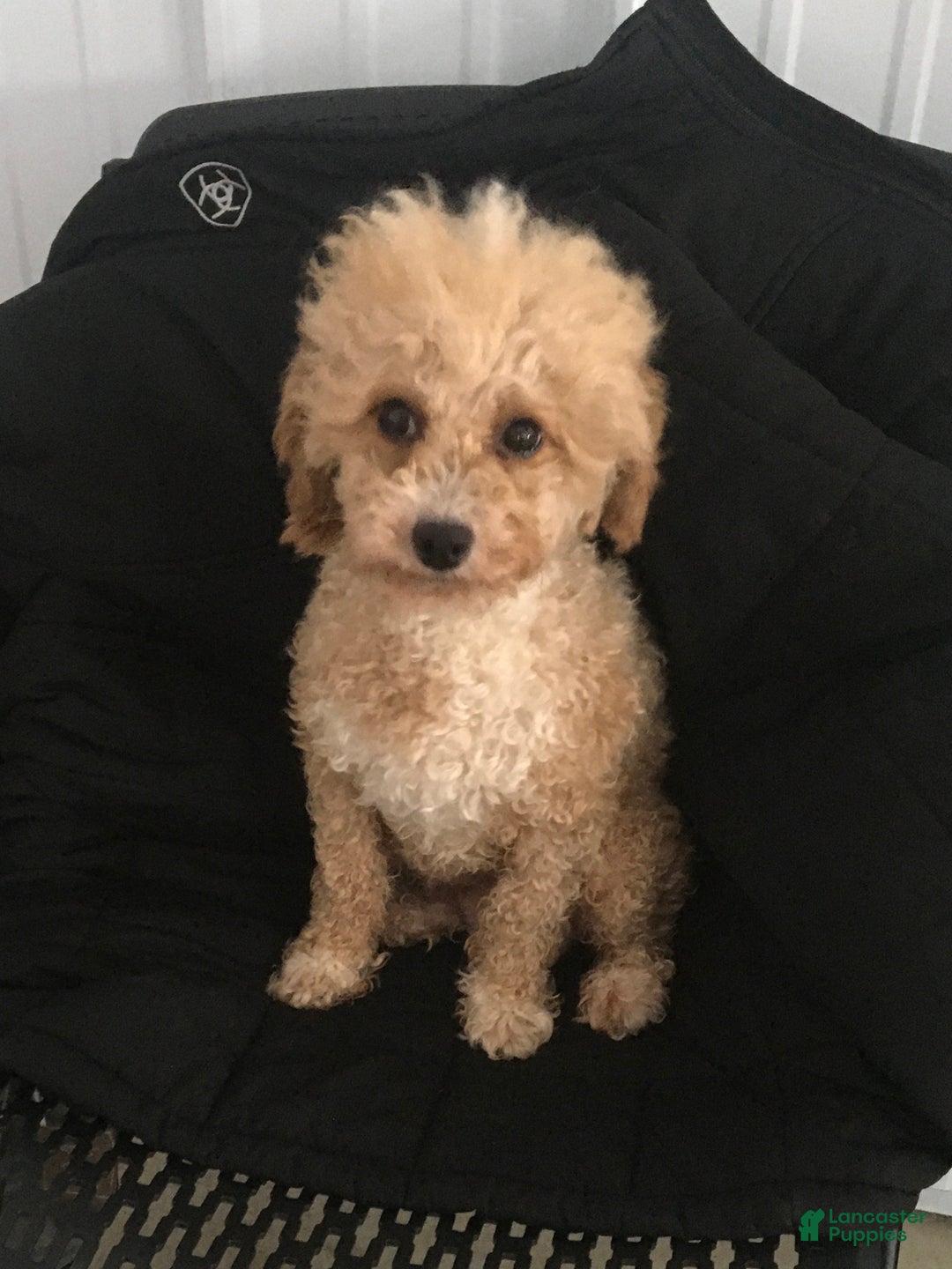 Maltipoo dogs for sale: Joshua - Ad 8