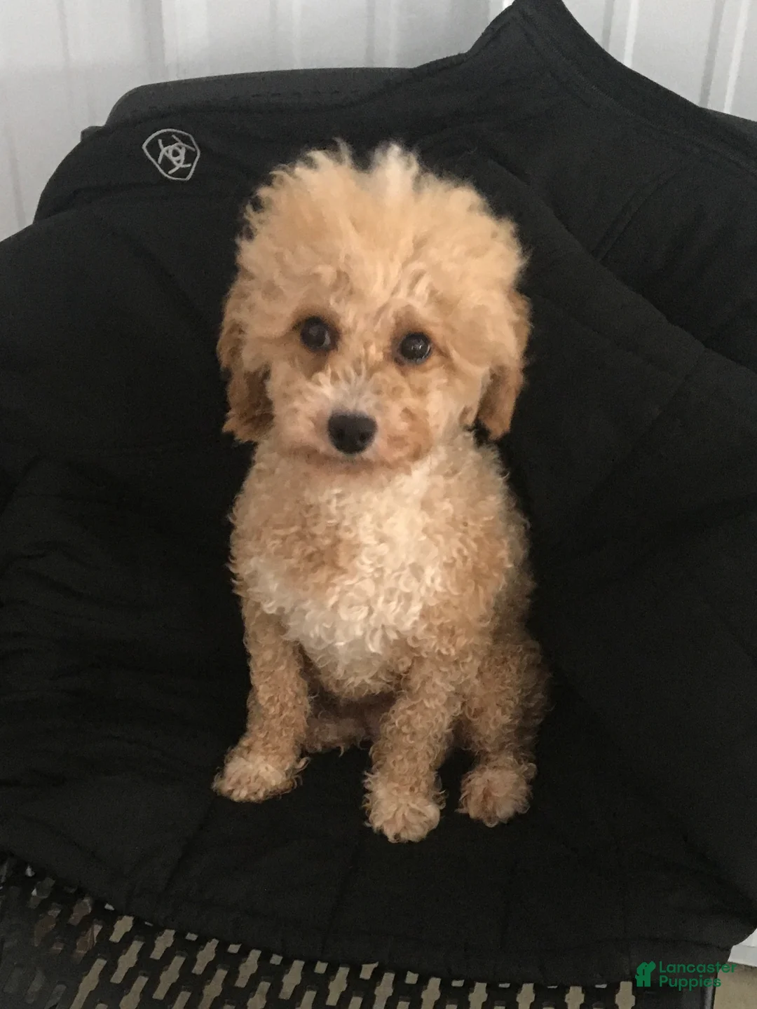 Maltipoo dogs for sale: Joshua - Ad 8