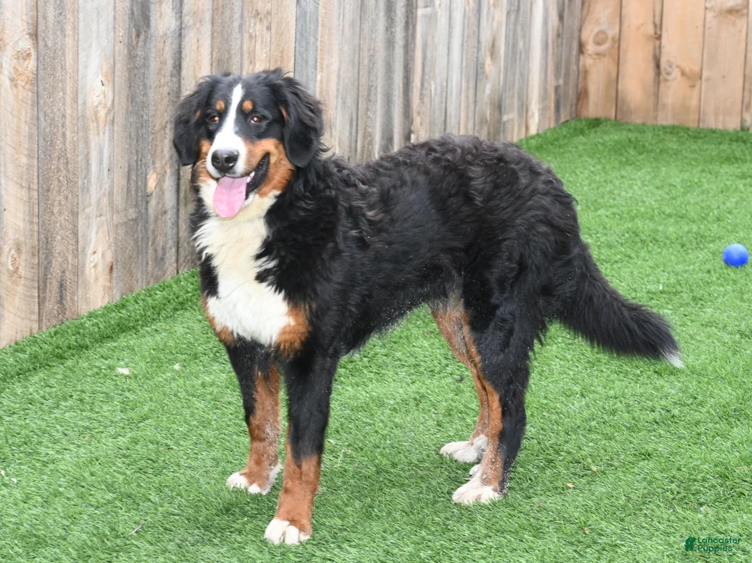 Bernese Mountain Dog dogs for sale: Bernese Mountain Dog Puppy 1 - Ad 9