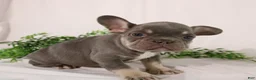 French Bulldog dogs for sale: Leo  - Ad 8