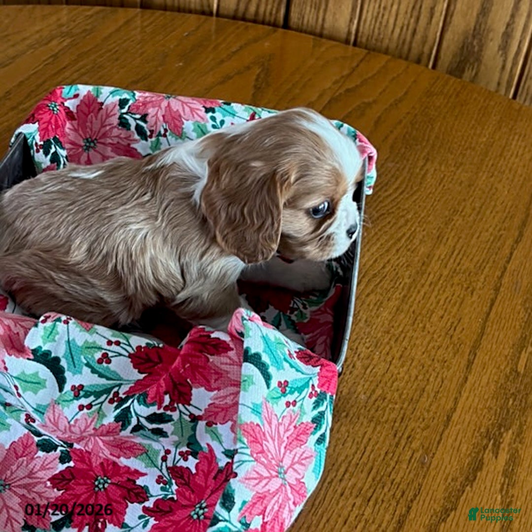 Cavalier King Charles Spaniel dogs for sale: Coco  - Ad 4