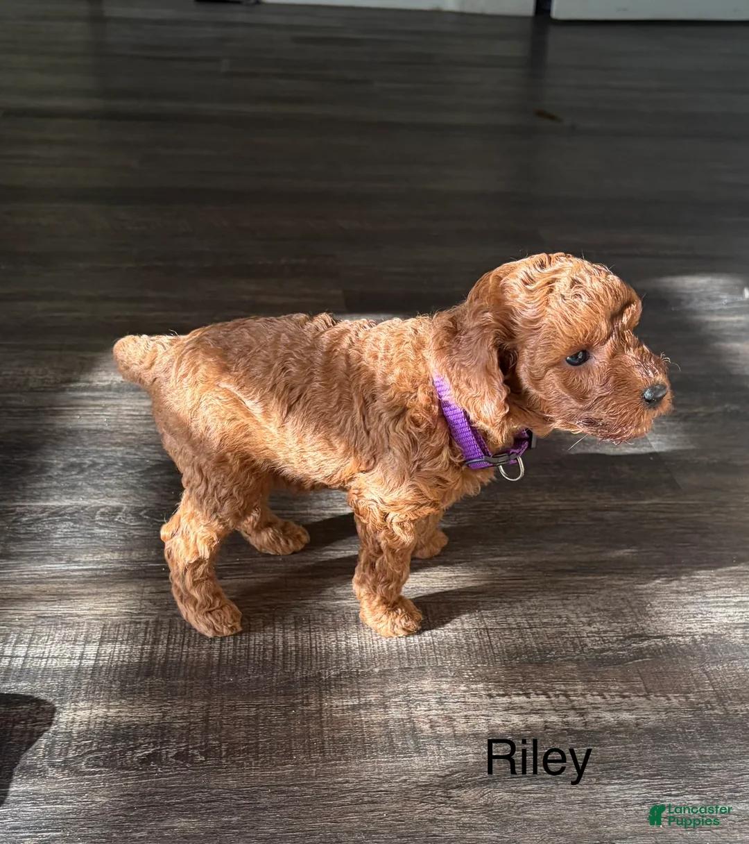 Miniature Poodle dogs for sale: Riley - Ad 2