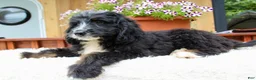 Bernedoodle dogs for sale: Myles - Ad 7