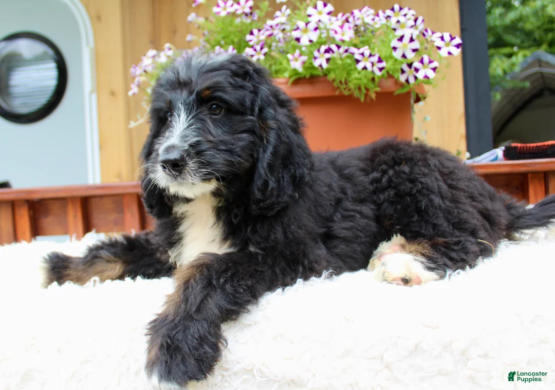Bernedoodle dogs for sale: Myles - Ad 7